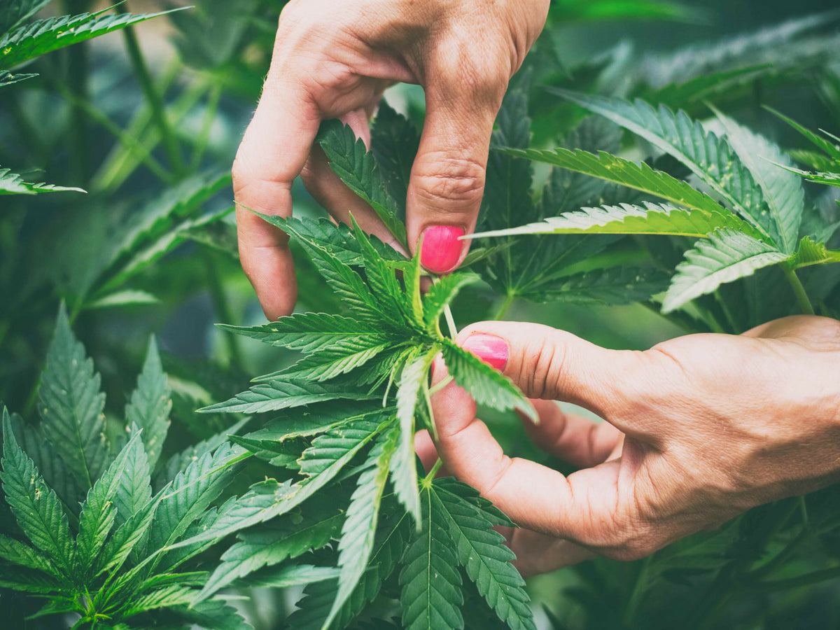 Embracing the Green: Unveiling the Benefits of Marijuana for Senior Citizens