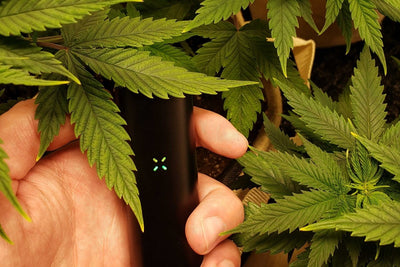 Is Dry Herb Vaping Healthier Than Smoking? Examining the Science