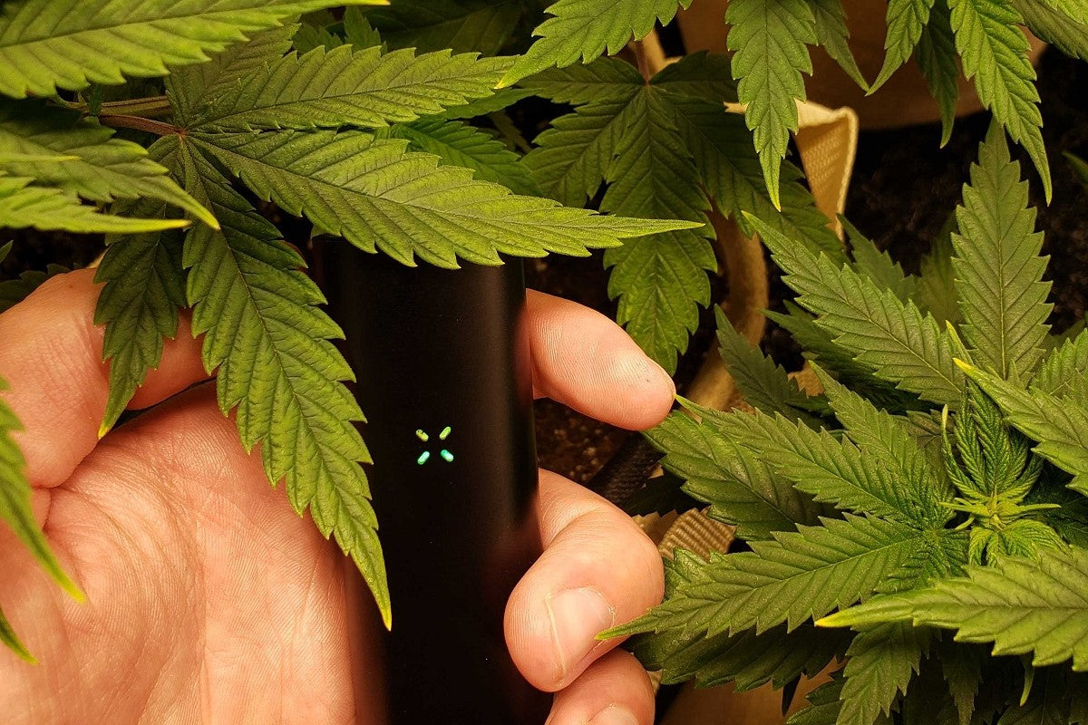 Is Dry Herb Vaping Healthier Than Smoking? Examining the Science