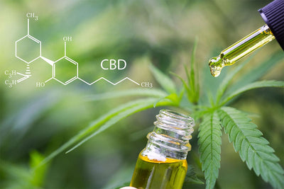 Unlocking Concentration: The Impact of Hemp and CBD