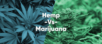 Marijuana VS Hemp
