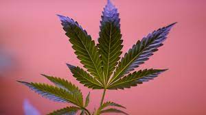 Puff, Puff, Pass: Catching Up on the Latest Marijuana Vape News in the US