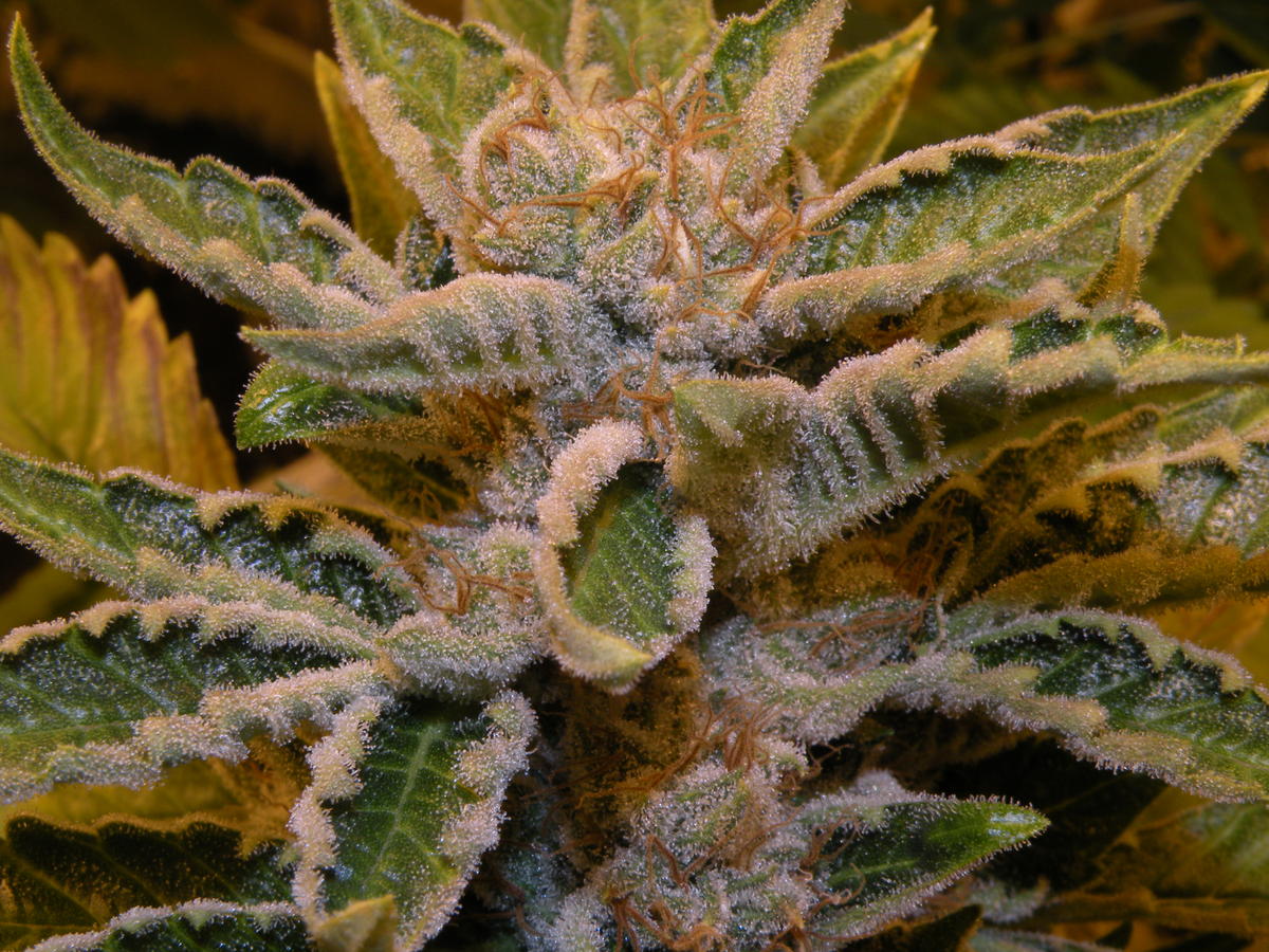 Marijuana Treatment