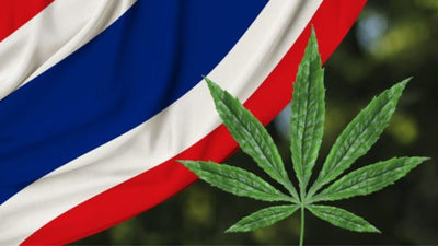 The Green Revolution in Thailand: Exploring the Current State of Marijuana