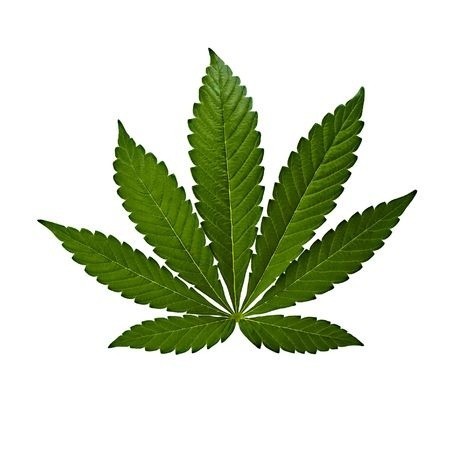 Indica Leaf