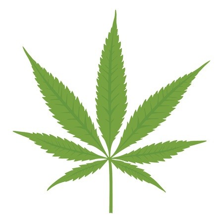 Sativa Leaf Sativa Leaf